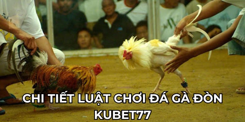 Chi tiết luật chơi đá gà đòn Kubet77